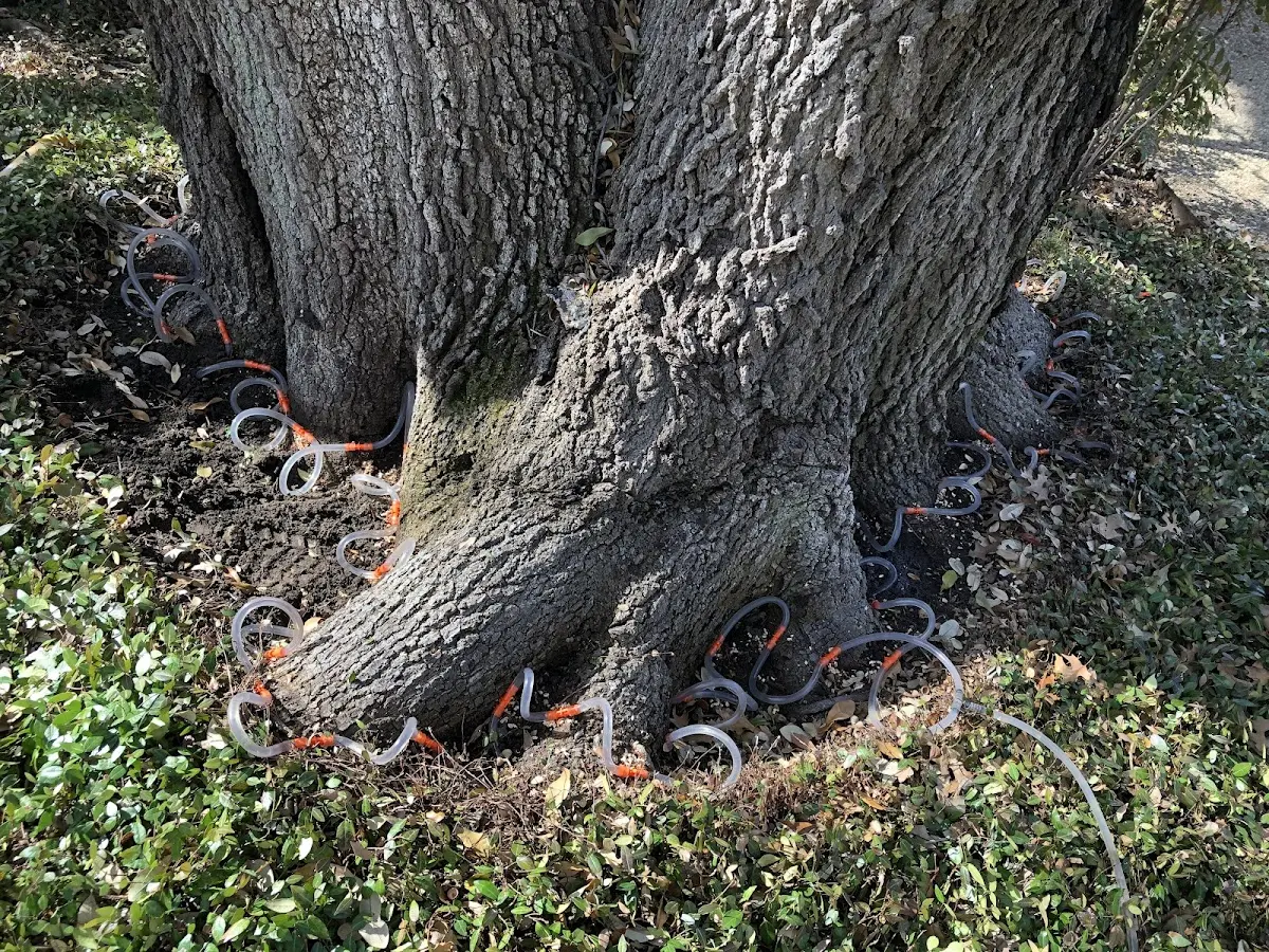 Detailed Tree Cabling and Bracing job site in Wareham